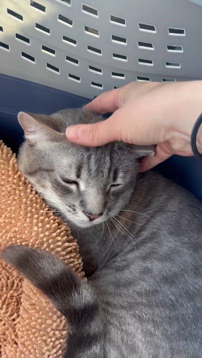 Enlarge Mole, a ADOPTABLE Siamese in Sherman Oaks, CA video 3/5