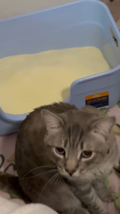 Enlarge Mole, a ADOPTABLE Siamese in Sherman Oaks, CA video 6/6