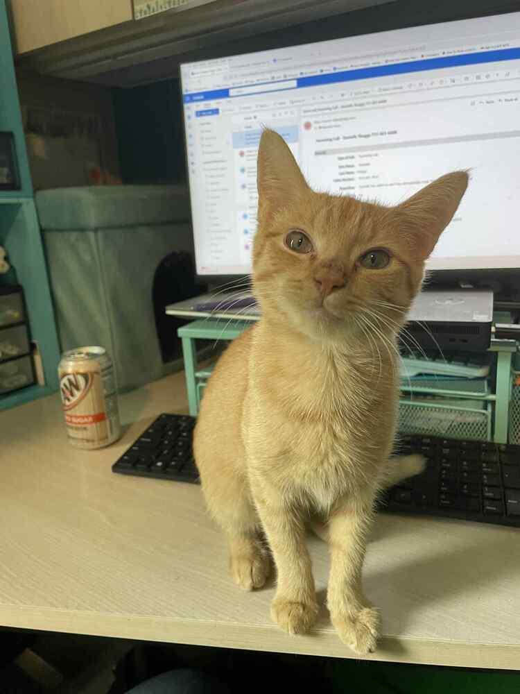 Enlarge Canary, a Adoptable Domestic Short Hair in Cary, NC image 1/6