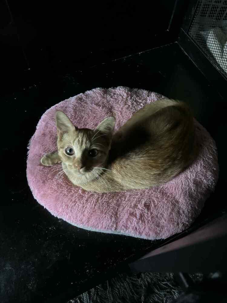 Enlarge Canary, a Adoptable Domestic Short Hair in Cary, NC image 2/6