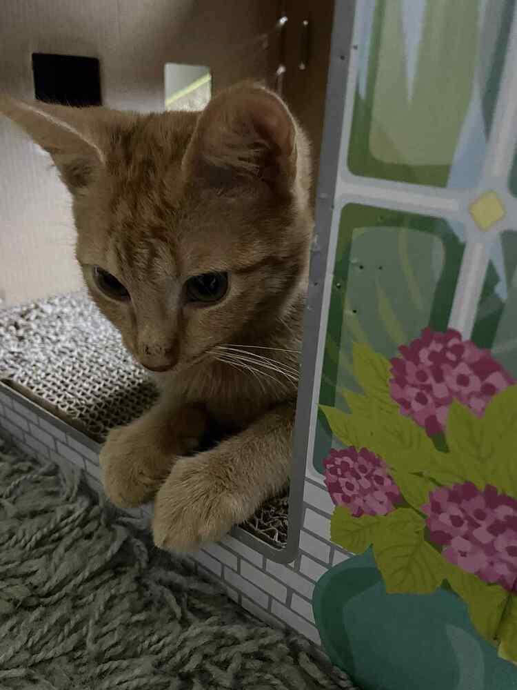 Enlarge Canary, a Adoptable Domestic Short Hair in Cary, NC image 3/6