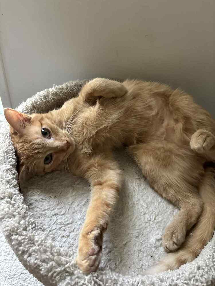 Enlarge Canary, a Adoptable Domestic Short Hair in Cary, NC image 4/6