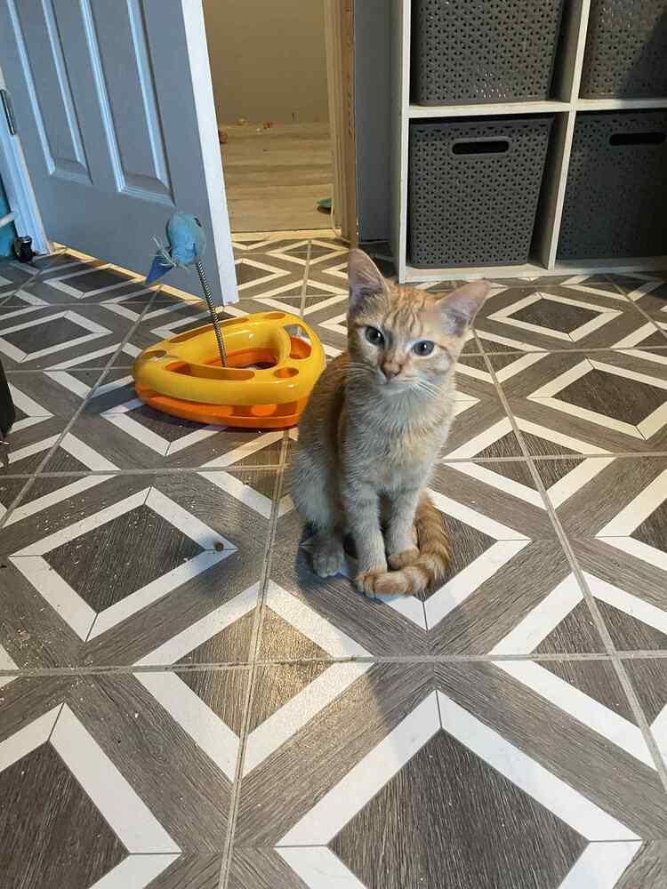 Enlarge Canary, a Adoptable Domestic Short Hair in Cary, NC image 5/6