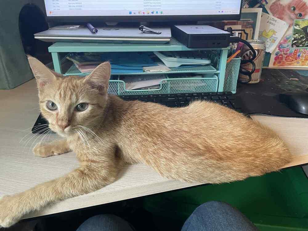 Enlarge Canary, a Adoptable Domestic Short Hair in Cary, NC image 6/6