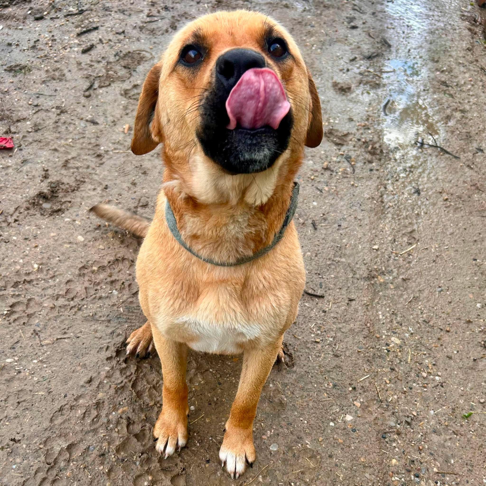 Machete, a Adoptable mixed breed in Edmonton, AB image 2/5