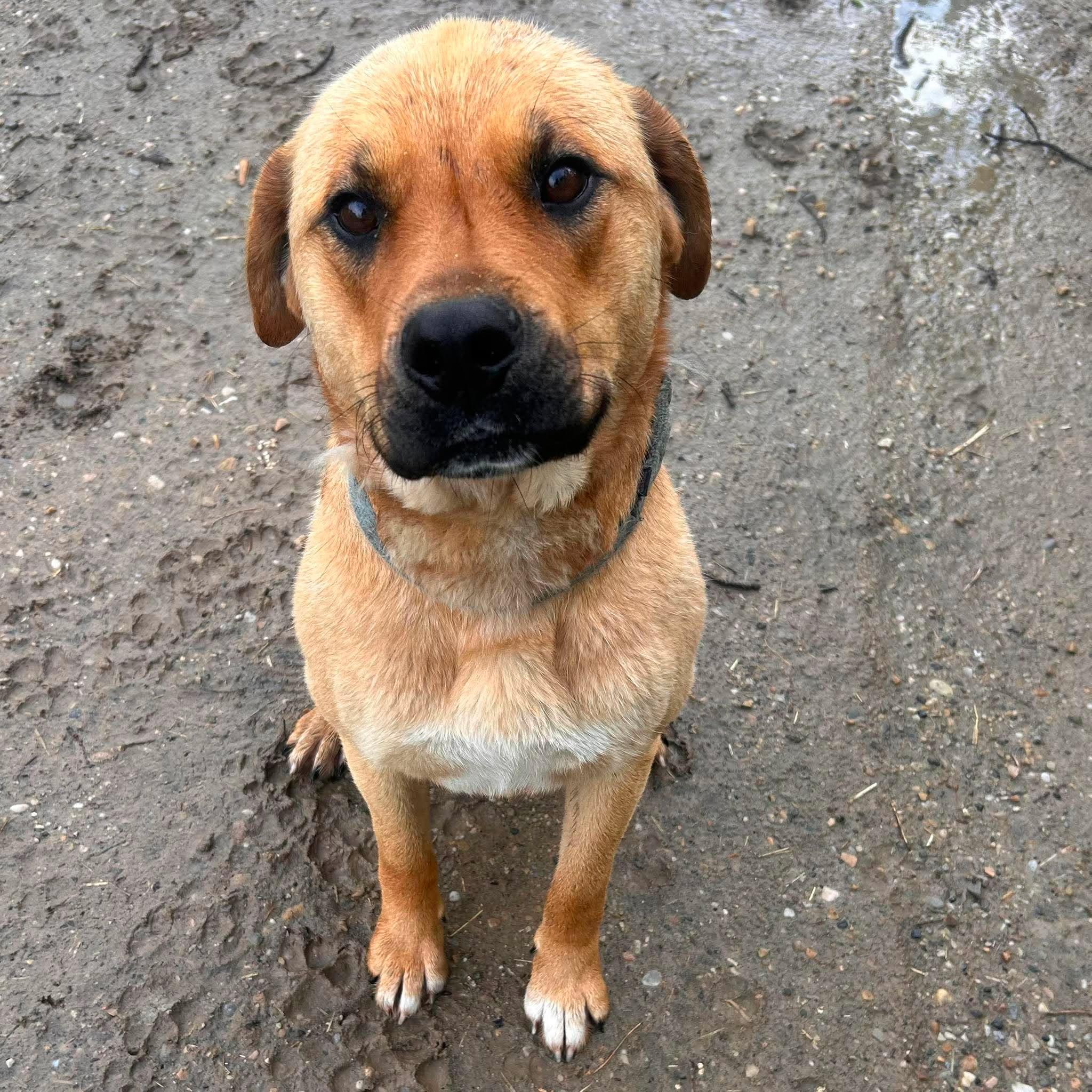 Machete, Adoptable, Young Male Black Mouth Cur.