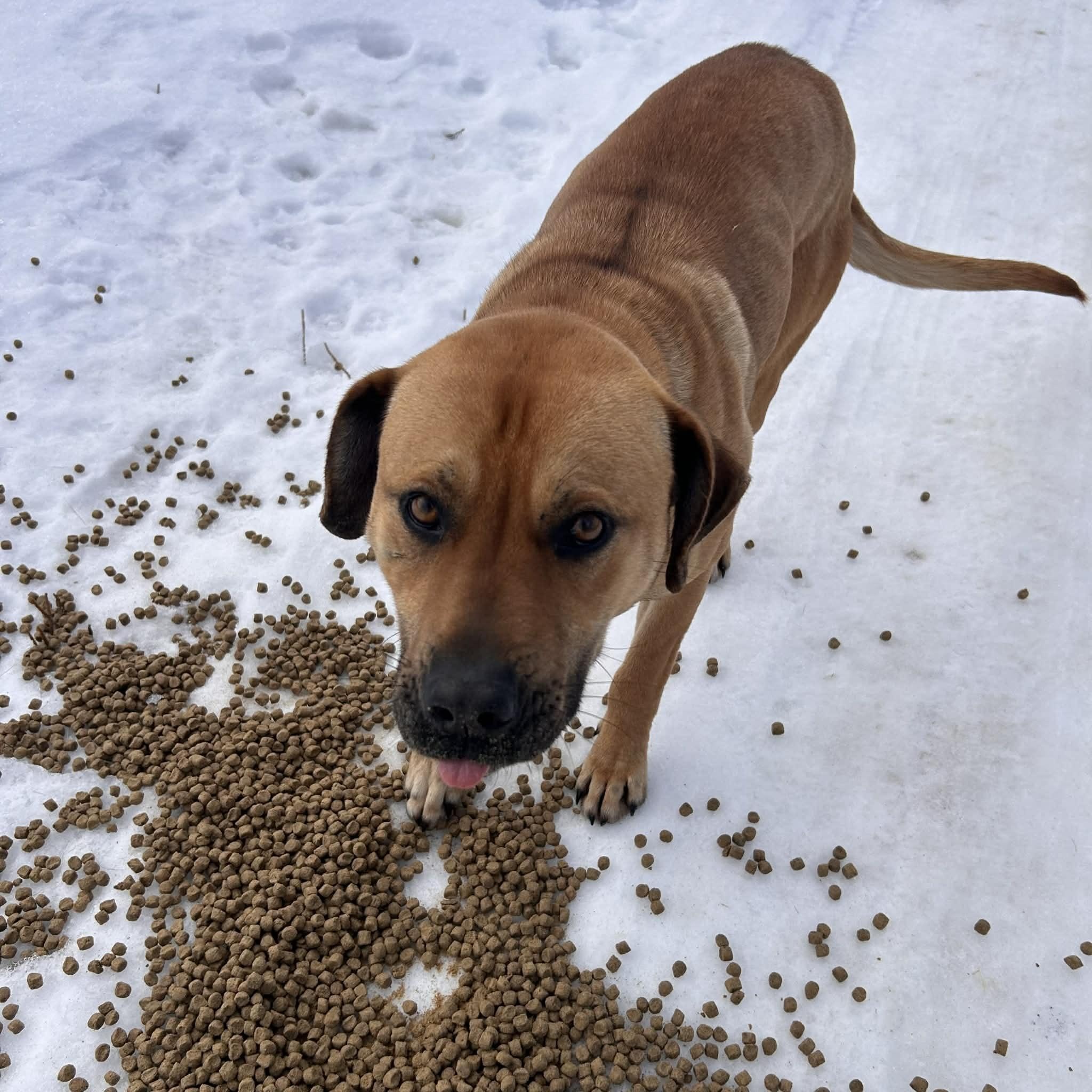 Machete, a Adoptable mixed breed in Edmonton, AB image 4/5