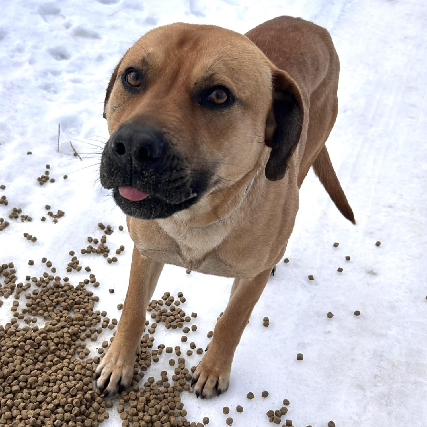 Machete, Adoptable, Young Male Black Mouth Cur.