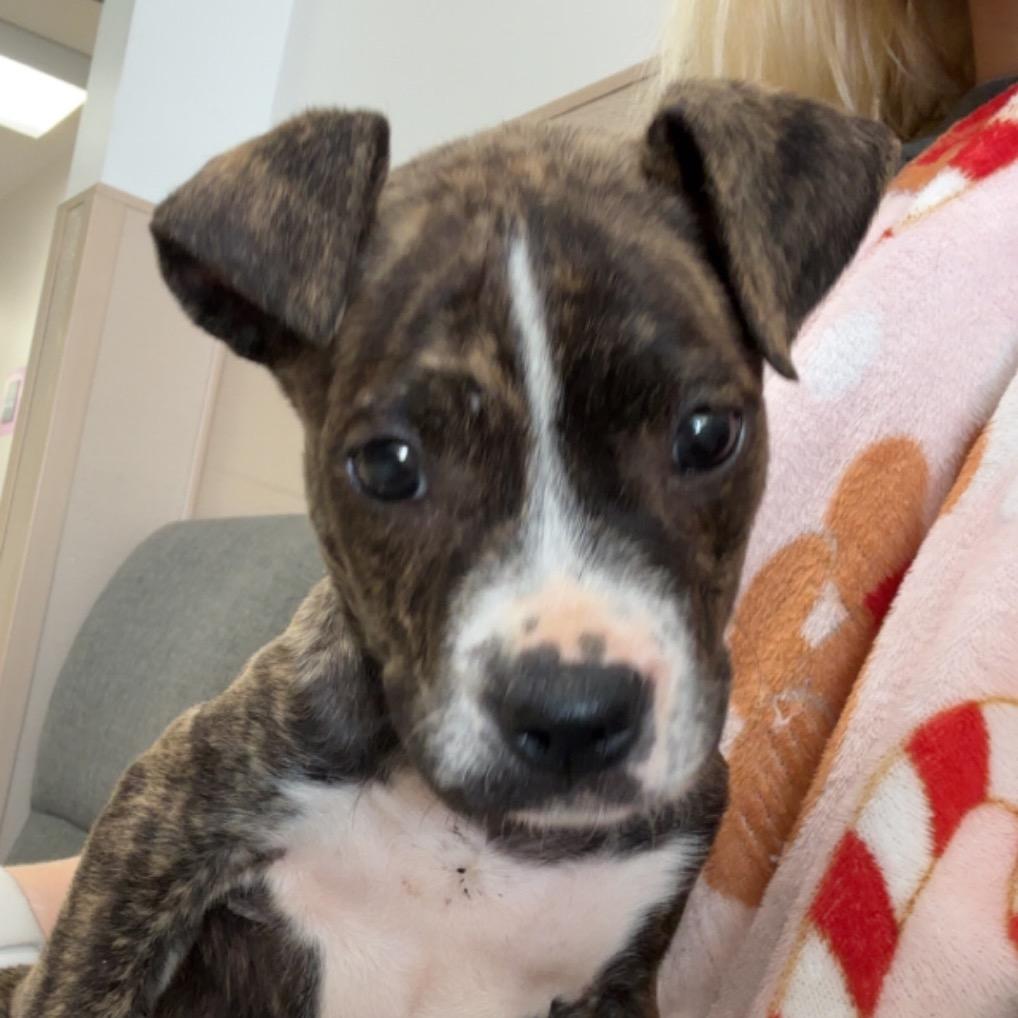 Enlarge Pascale, a Adoptable mixed breed in Hattiesburg, MS image 1/4