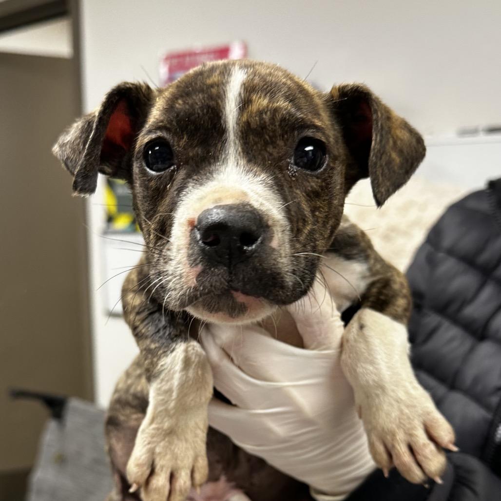 Enlarge Pascale, a Adoptable mixed breed in Hattiesburg, MS image 2/4