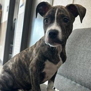 Enlarge Pascale, a Adoptable mixed breed in Hattiesburg, MS image 3/4