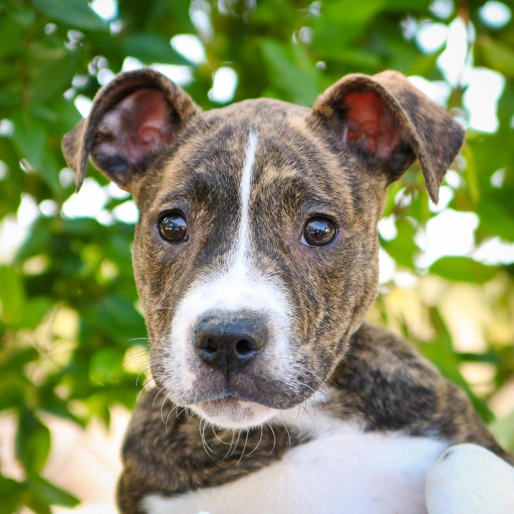 Enlarge Pascale, a Adoptable mixed breed in Hattiesburg, MS image 4/4