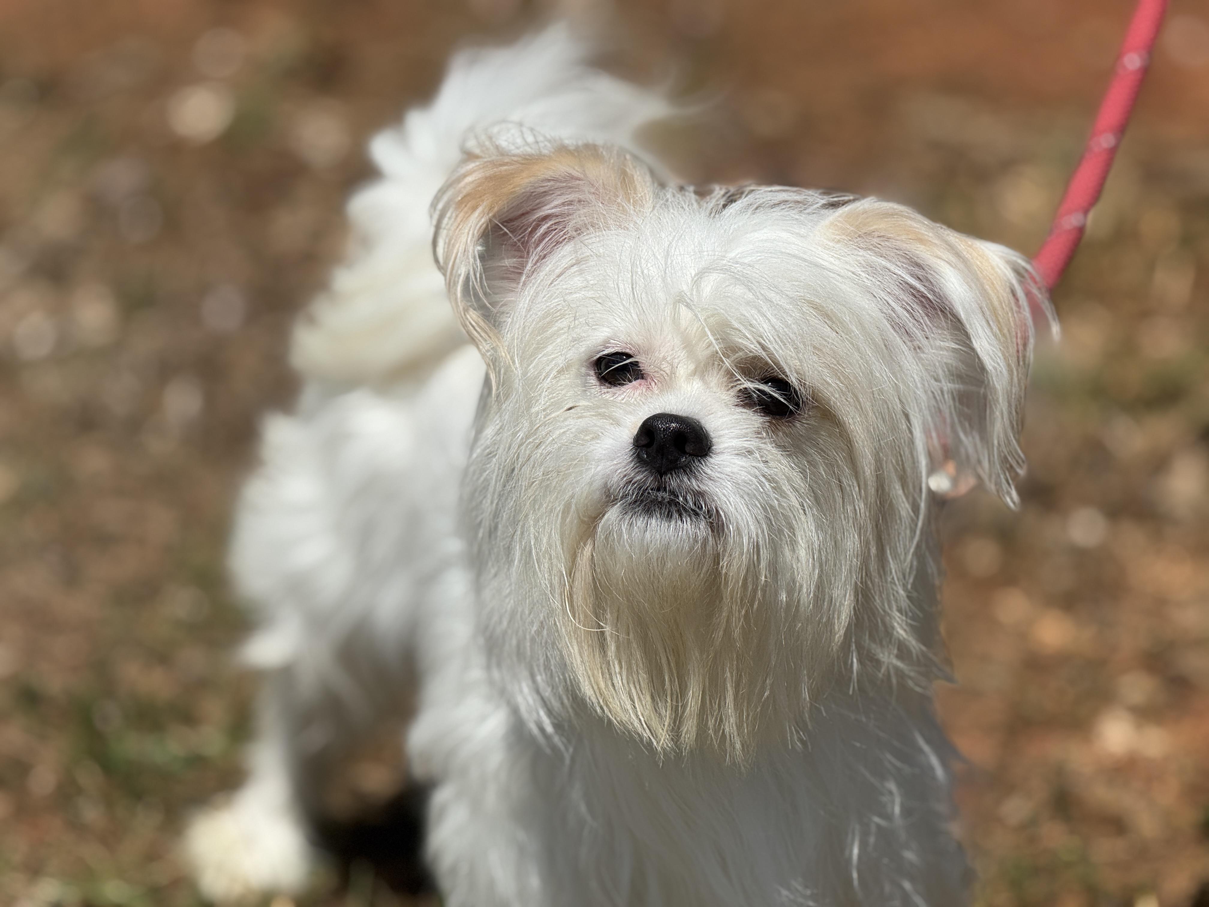 Enlarge Enzo, an adopted mixed breed in Richmond, VA image 1/6