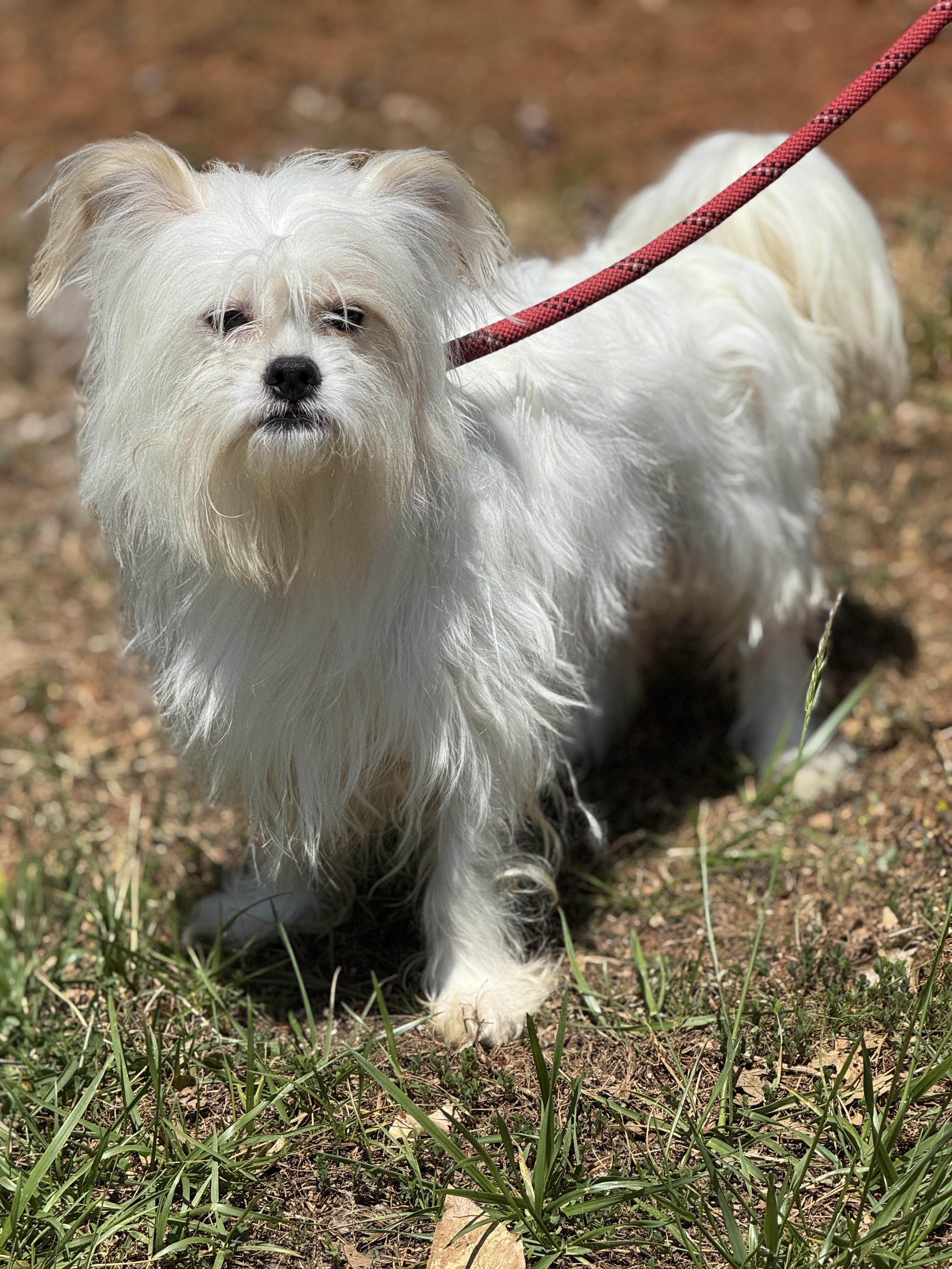 Enlarge Enzo, an adopted mixed breed in Richmond, VA image 4/6