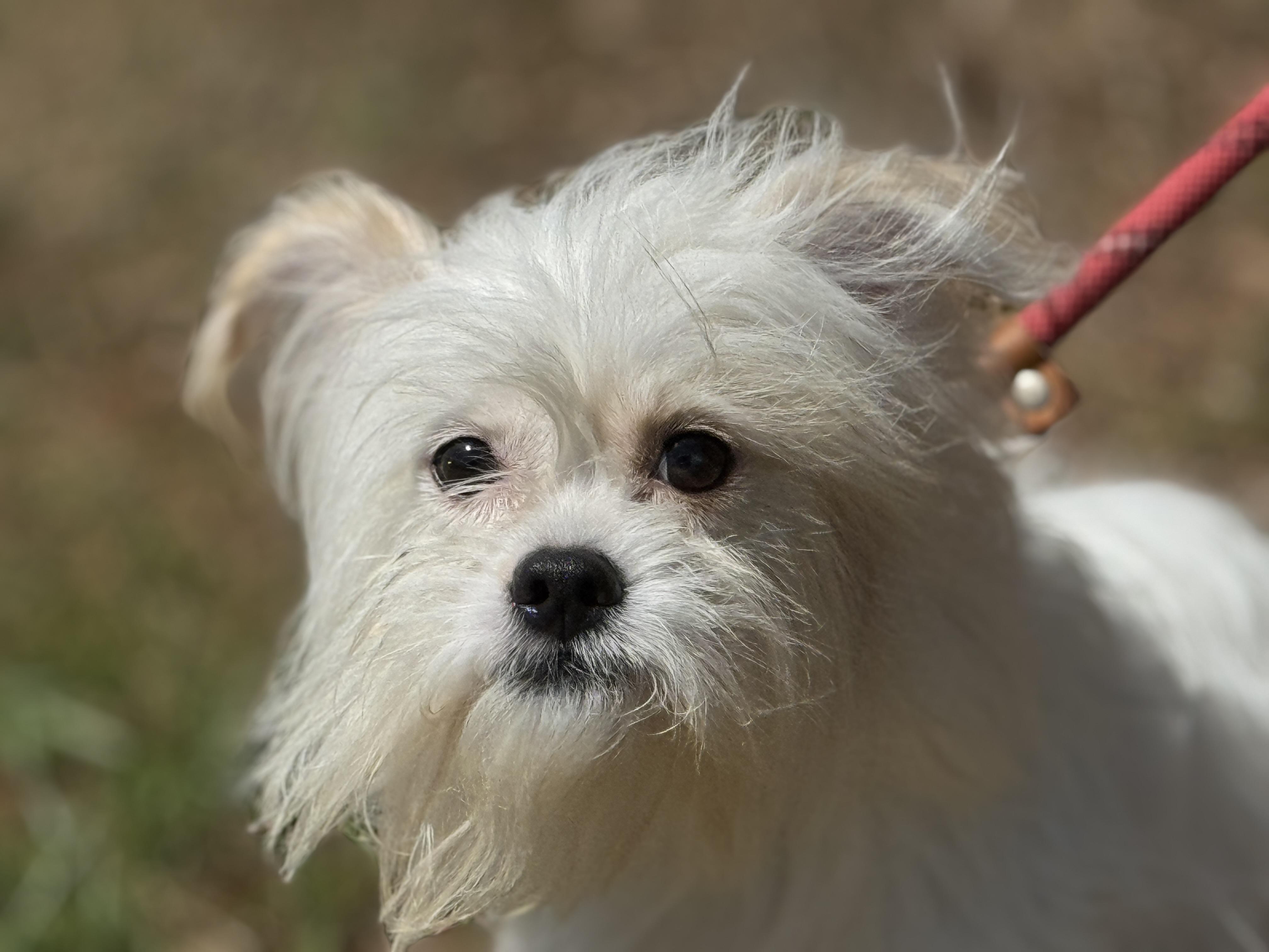 Enlarge Enzo, an adopted mixed breed in Richmond, VA image 3/6