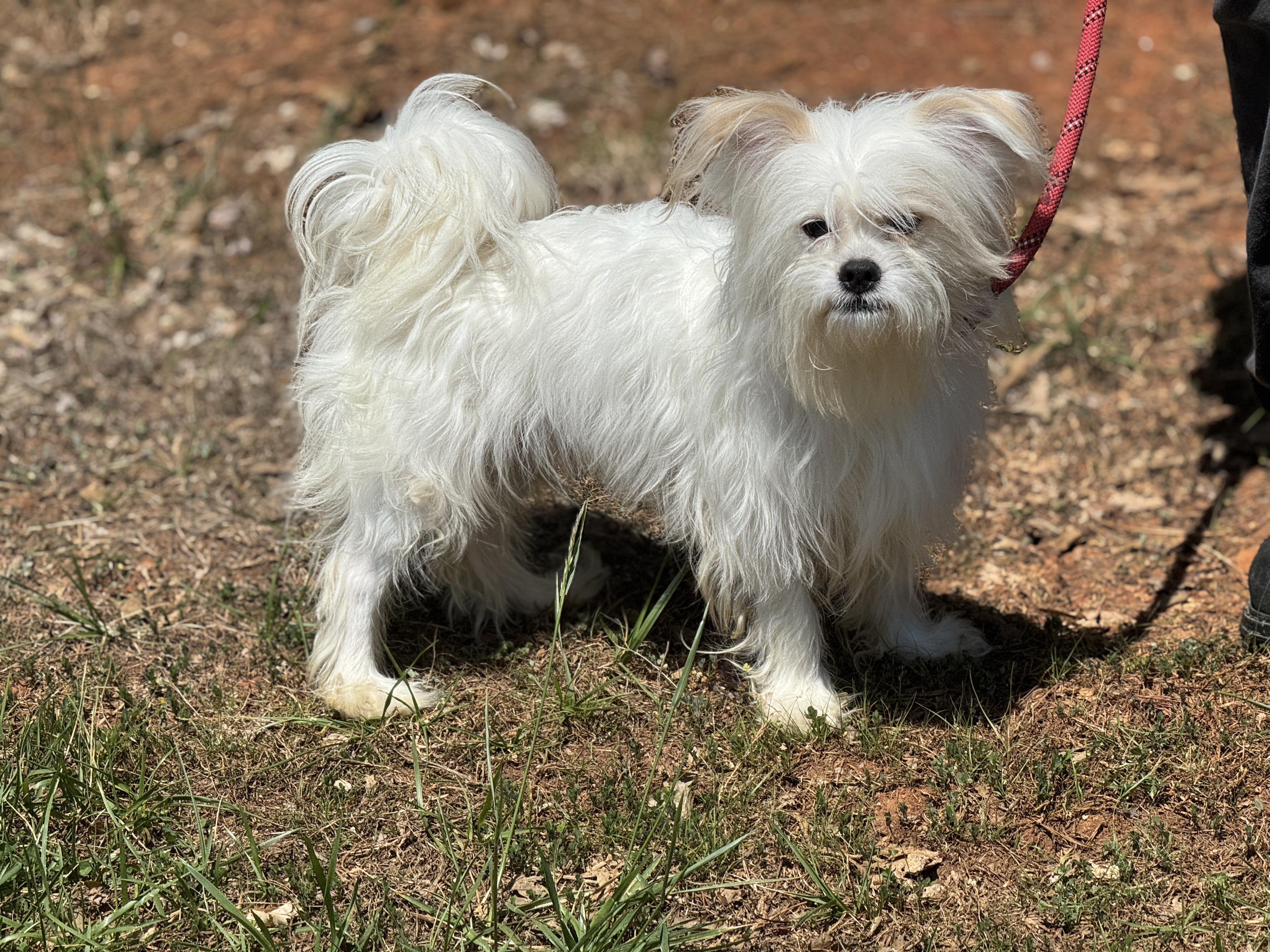 Enlarge Enzo, an adopted mixed breed in Richmond, VA image 6/6