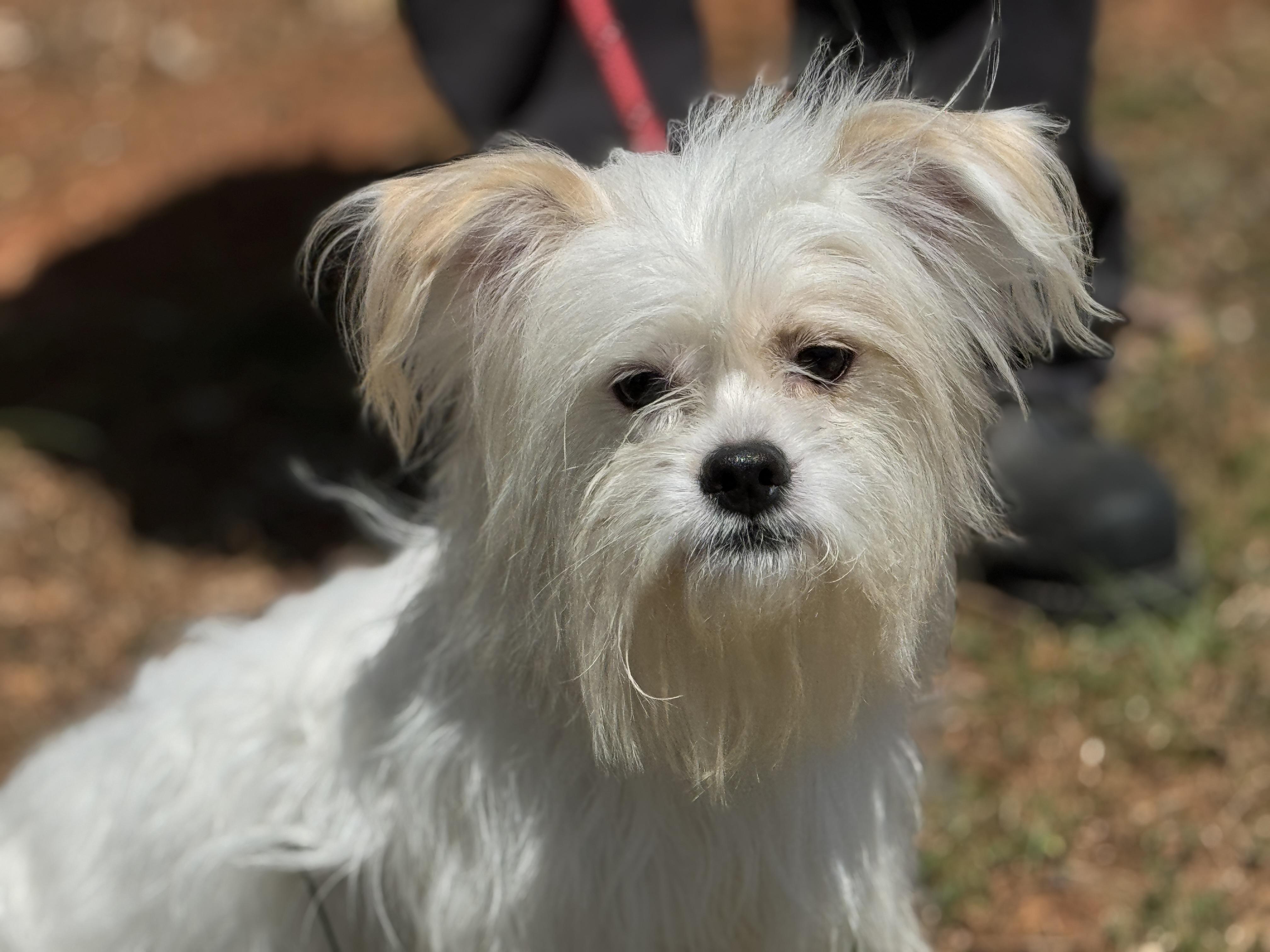 Enlarge Enzo, an adopted mixed breed in Richmond, VA image 2/6