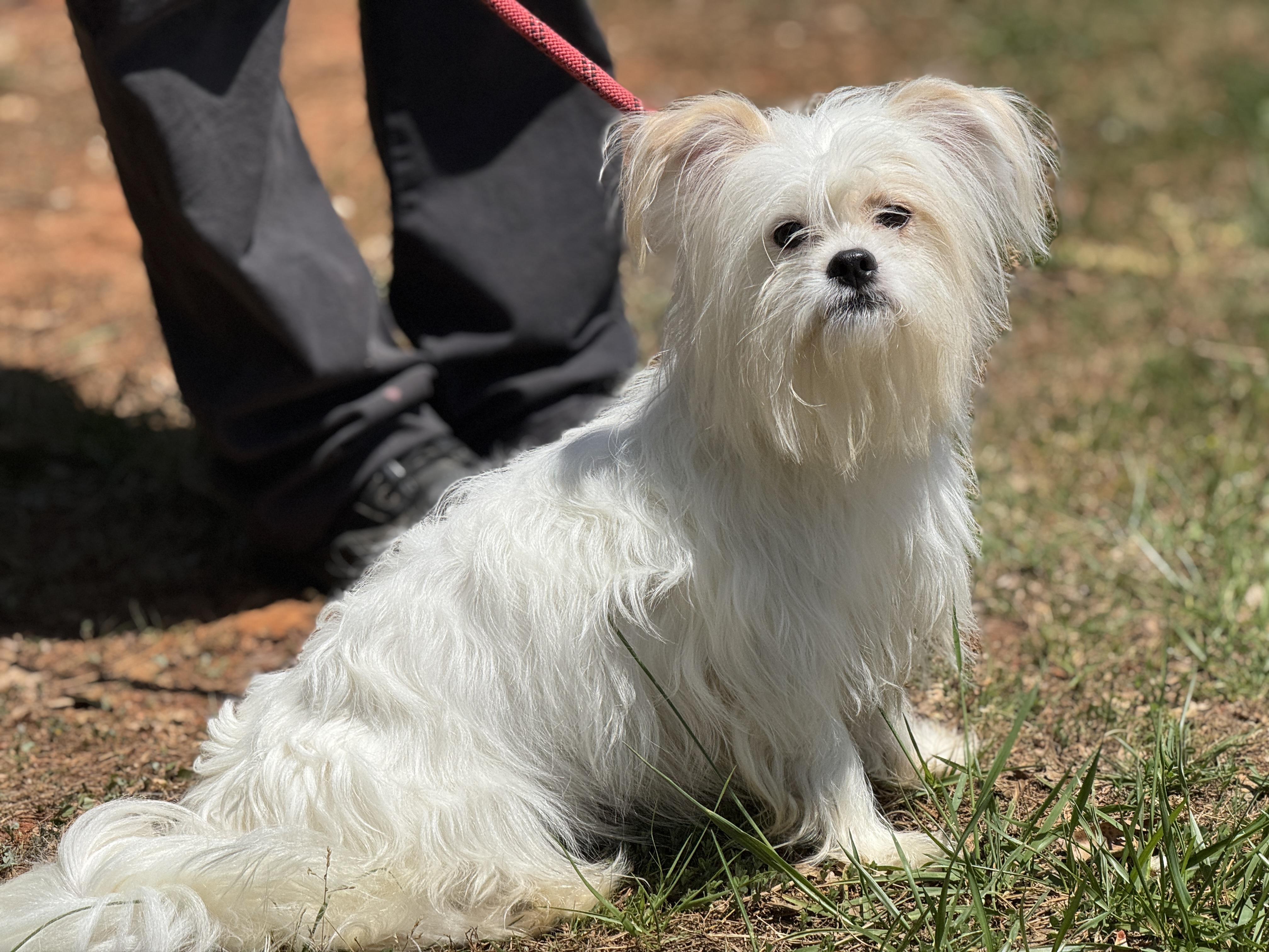 Enlarge Enzo, an adopted mixed breed in Richmond, VA image 5/6