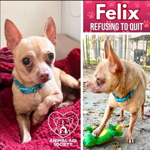Felix, Adoptable, Senior Male Chihuahua.