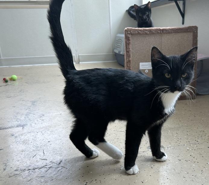 Enlarge Squeeker, a Adoptable Domestic Short Hair in Eagle River, WI image 1/1