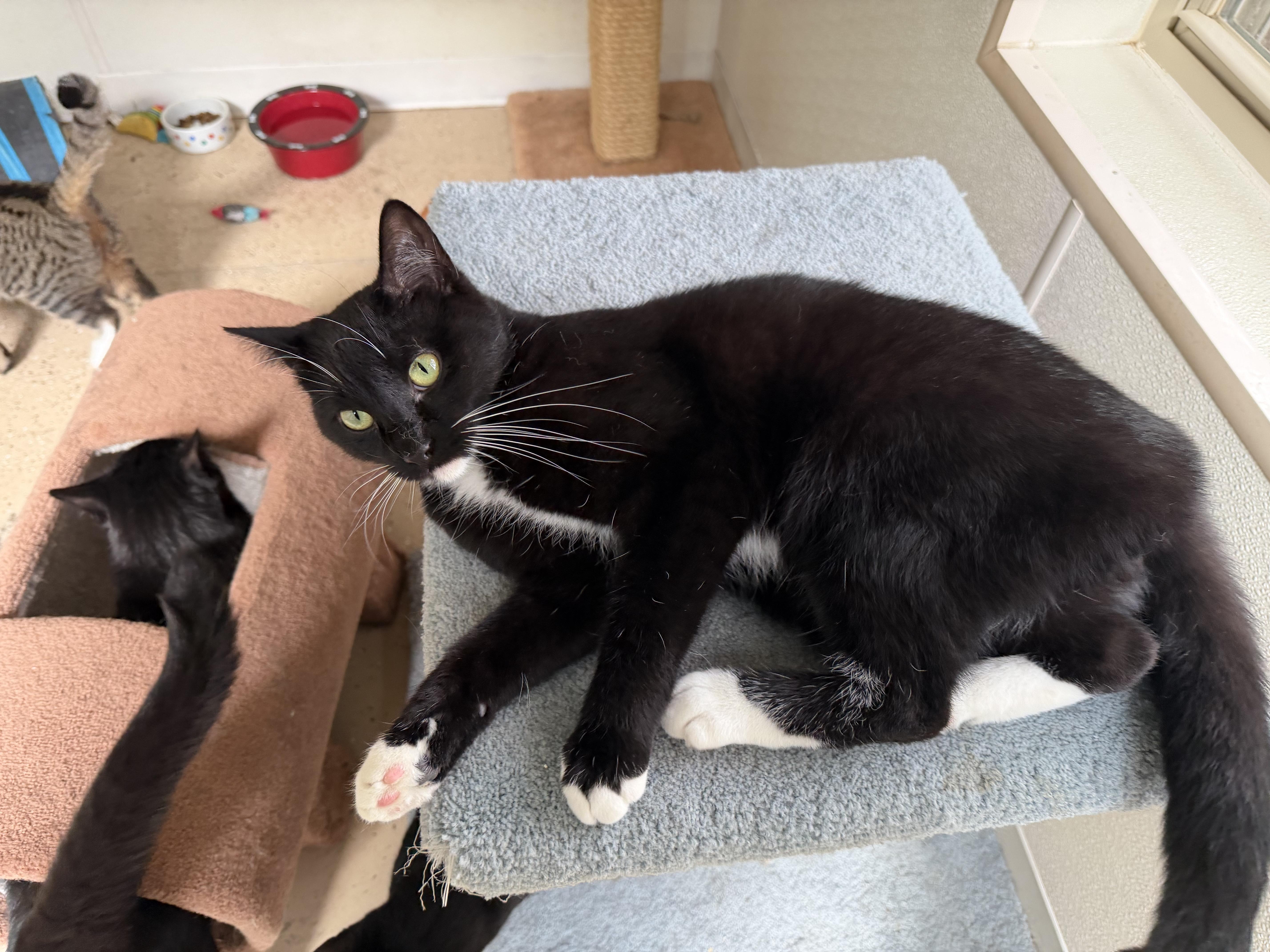 Squeeker, Adoptable, Young Male Domestic Short Hair.