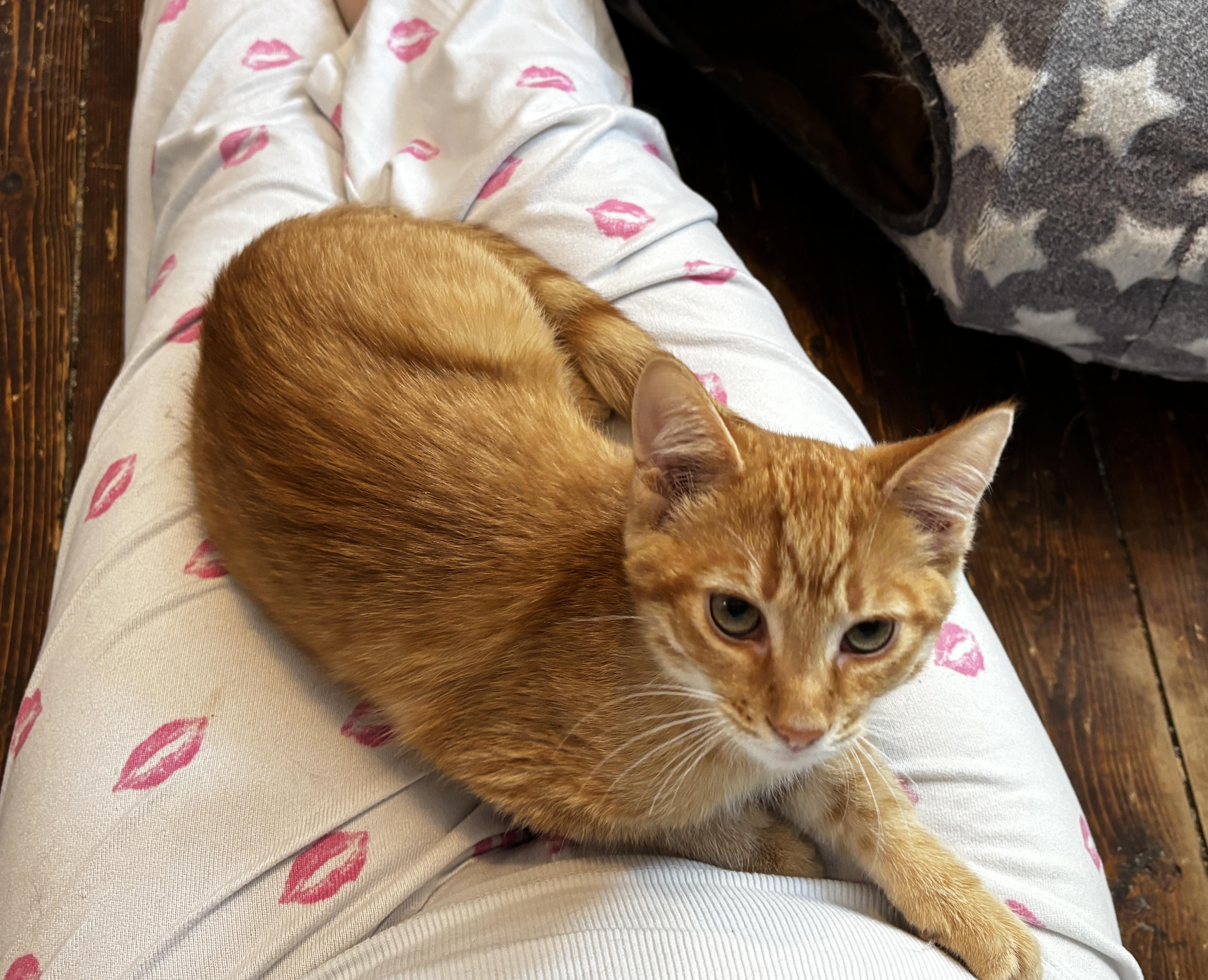 SABRE, a Adoptable Domestic Short Hair in Shakespeare, ON image 1/5