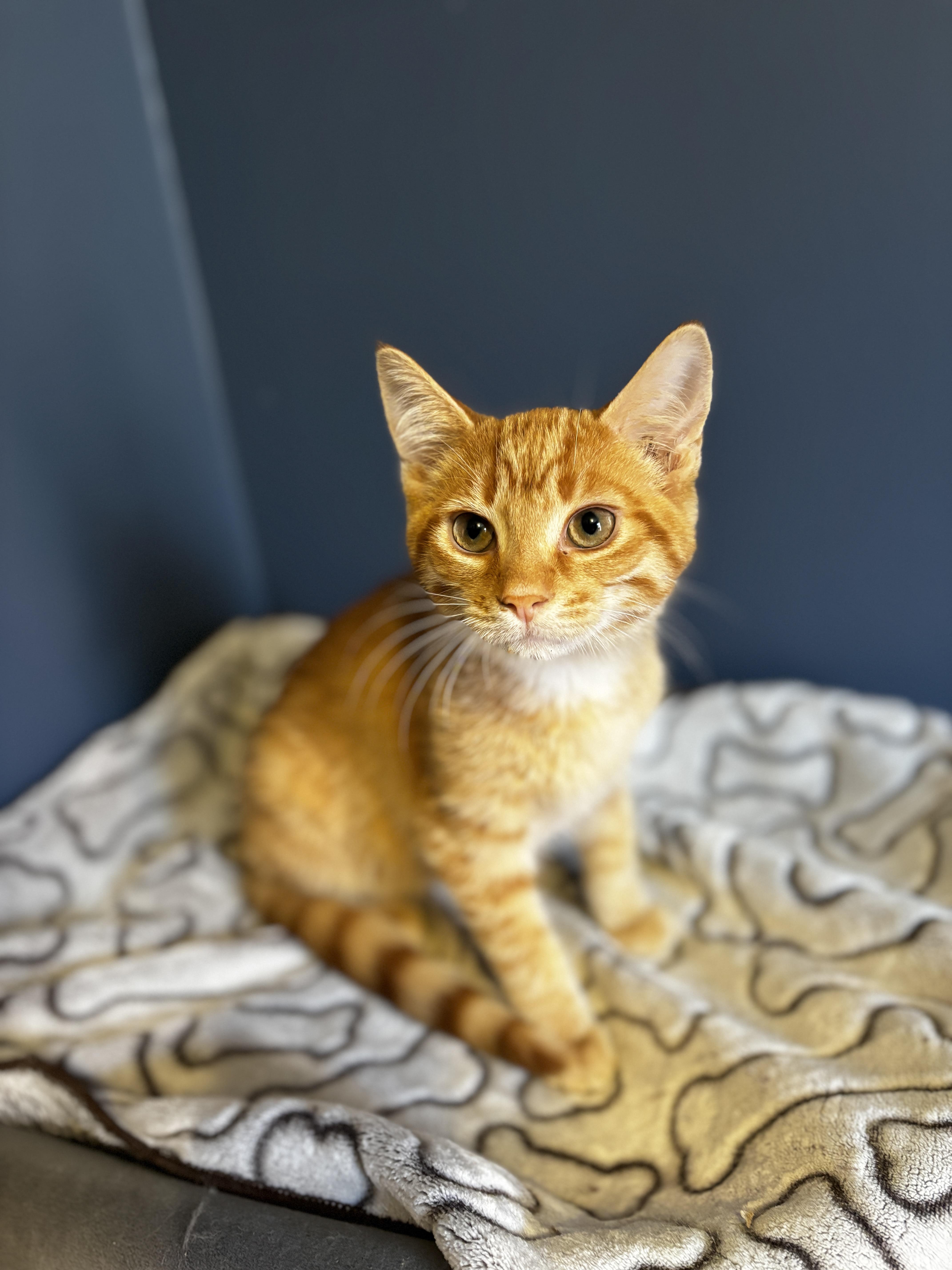 SABRE, a Adoptable Domestic Short Hair in Shakespeare, ON image 2/5