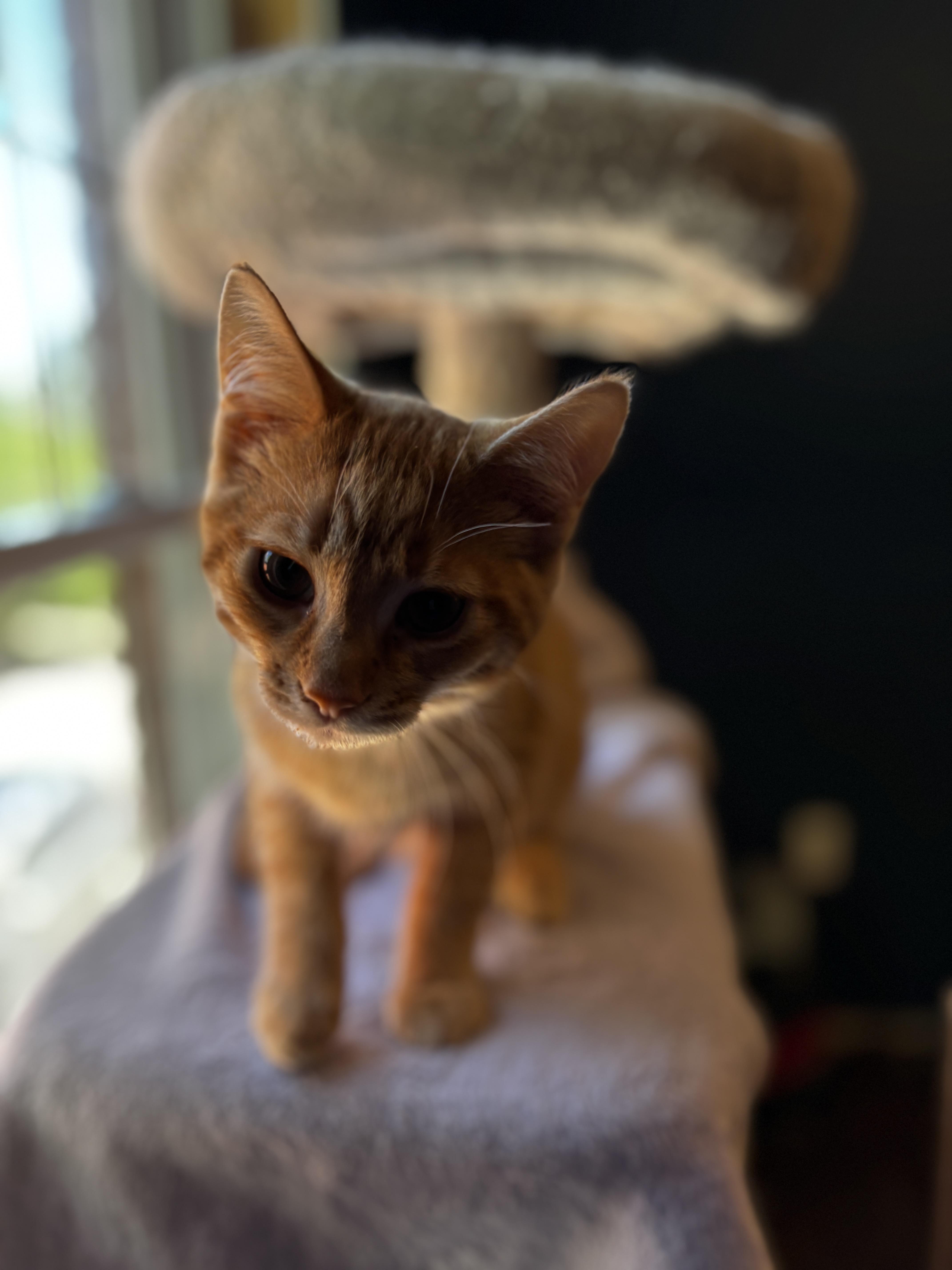 SABRE, a Adoptable Domestic Short Hair in Shakespeare, ON image 3/5