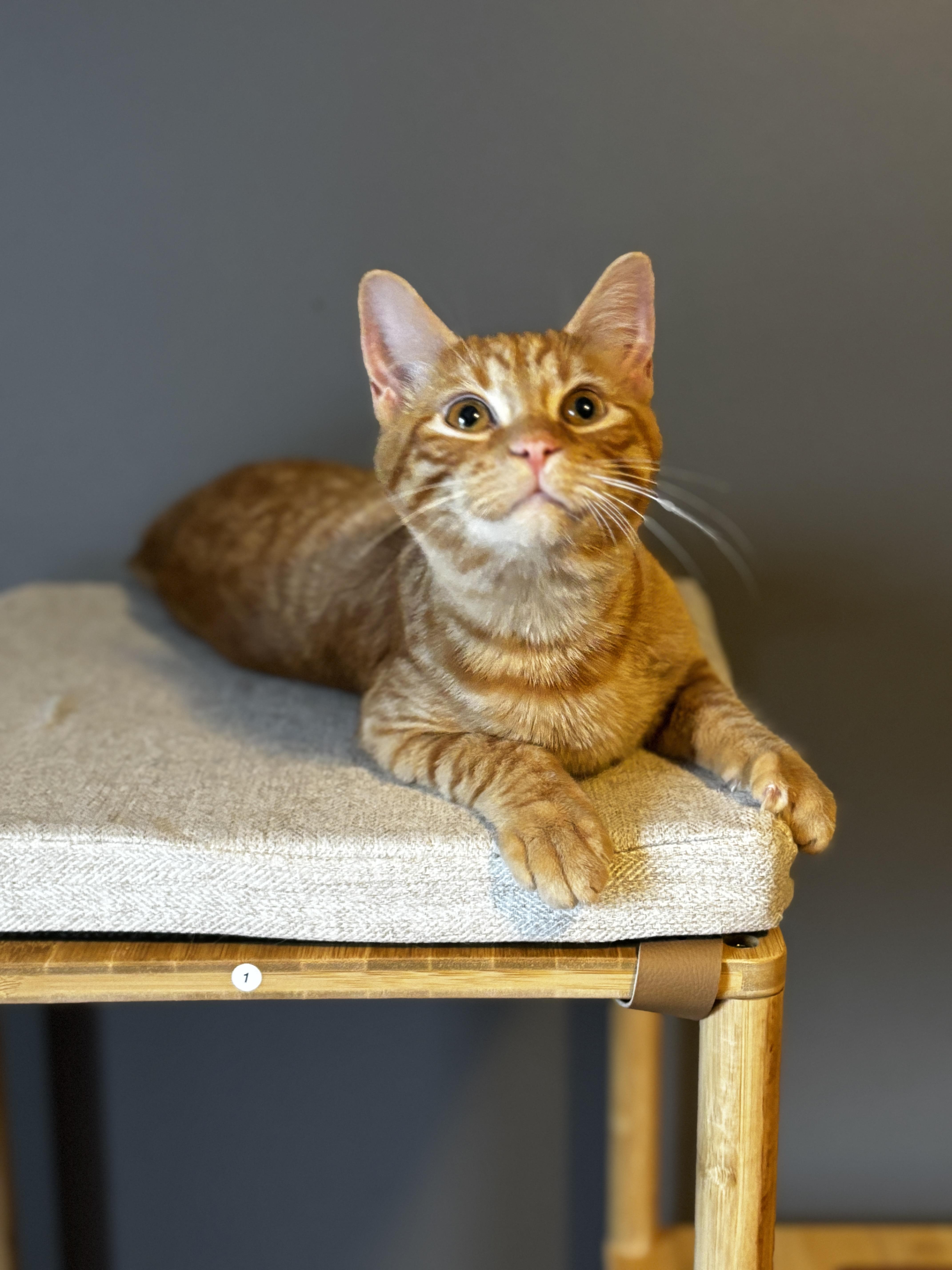 SABRE, a Adoptable Domestic Short Hair in Shakespeare, ON image 4/5