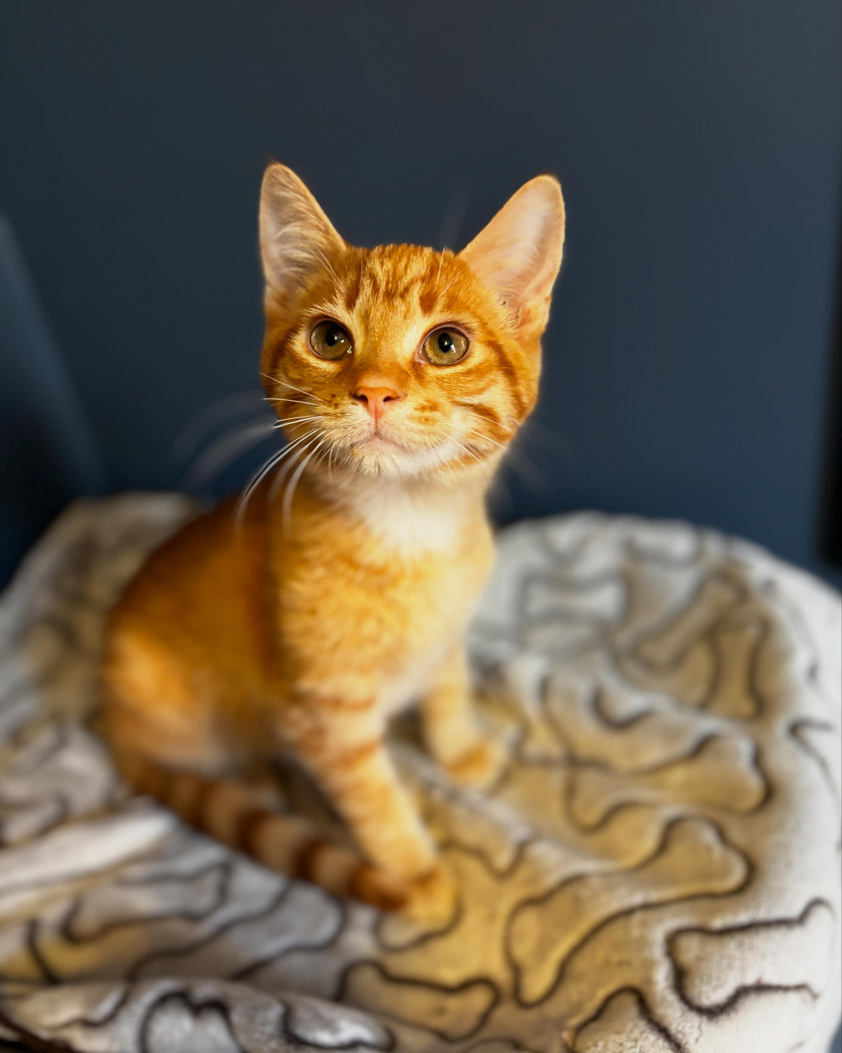 SABRE, a Adoptable Domestic Short Hair in Shakespeare, ON image 5/5