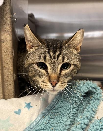 Newton, Adoptable, Adult Male Domestic Short Hair & Domestic Short Hair.