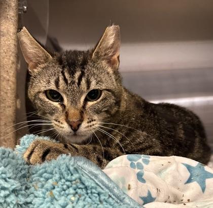 Enlarge Newton, a Adoptable mixed breed in Missoula, MT image 2/3