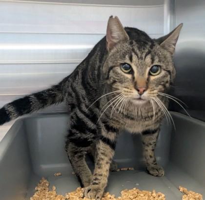 Enlarge Newton, a Adoptable mixed breed in Missoula, MT image 3/3