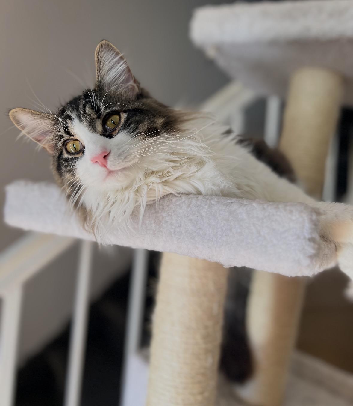 Enlarge Fluffy ( friendly & fun), an adoption pending Domestic Medium Hair in Staten island, NY image 5/6