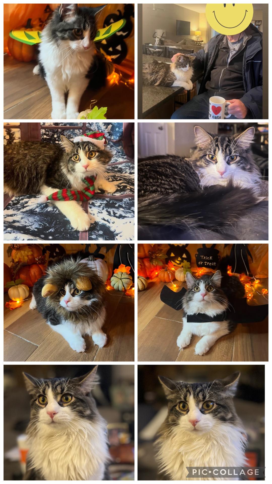 Enlarge Fluffy ( friendly & fun), an adoption pending Domestic Medium Hair in Staten island, NY image 2/6