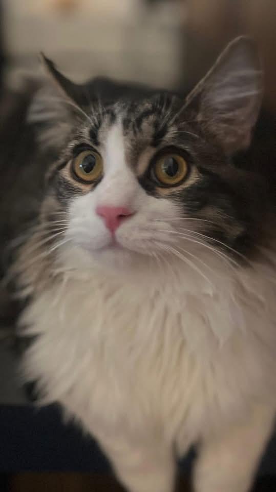 Enlarge Fluffy ( friendly & fun), an adoption pending Domestic Medium Hair in Staten island, NY image 1/6