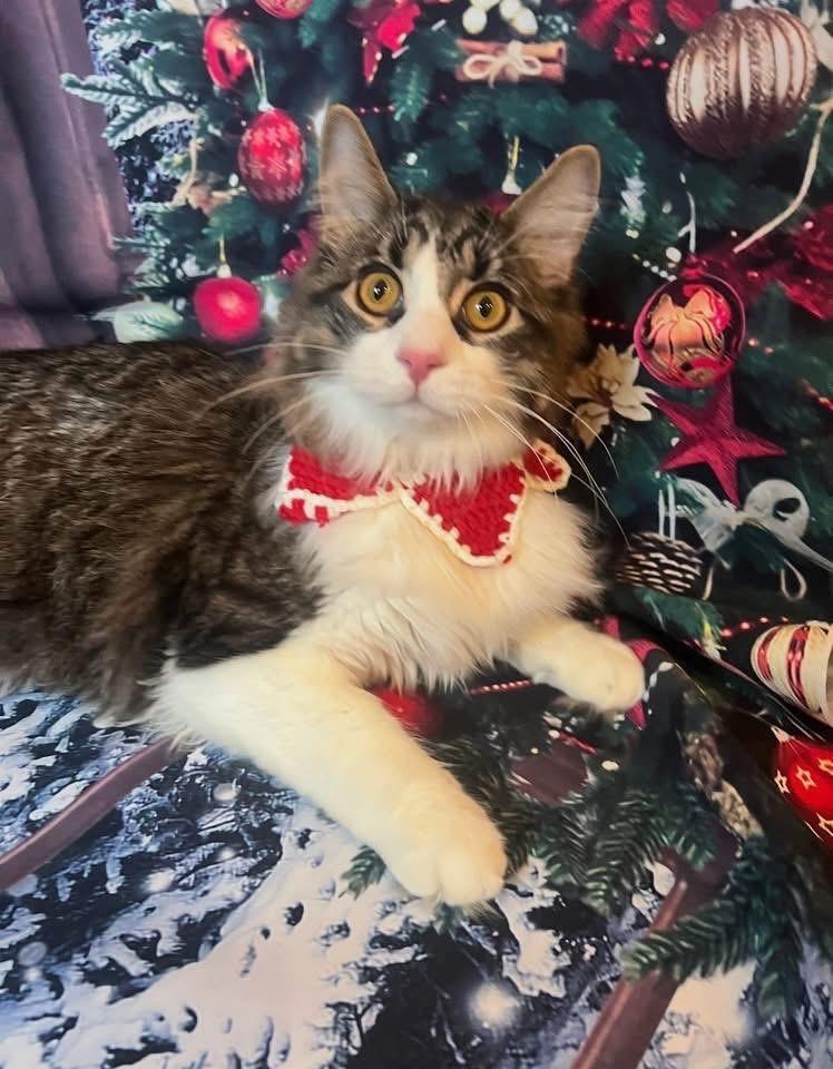 Enlarge Fluffy ( friendly & fun), an adoption pending Domestic Medium Hair in Staten island, NY image 4/6