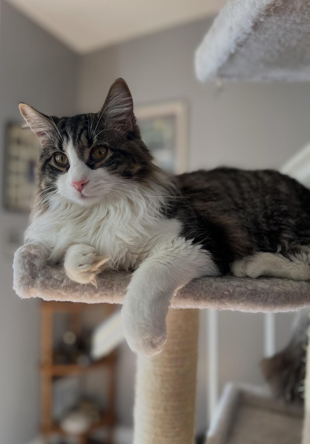 Enlarge Fluffy ( friendly & fun), an adoption pending Domestic Medium Hair in Staten island, NY image 3/6
