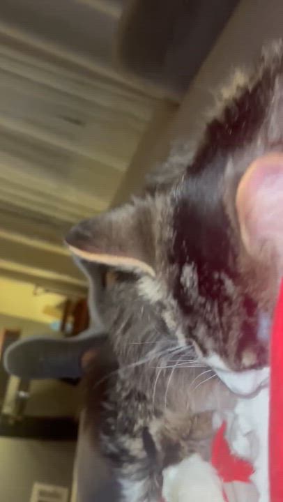 Enlarge Fluffy ( friendly & fun), an adoption pending Domestic Medium Hair in Staten island, NY video 6/6