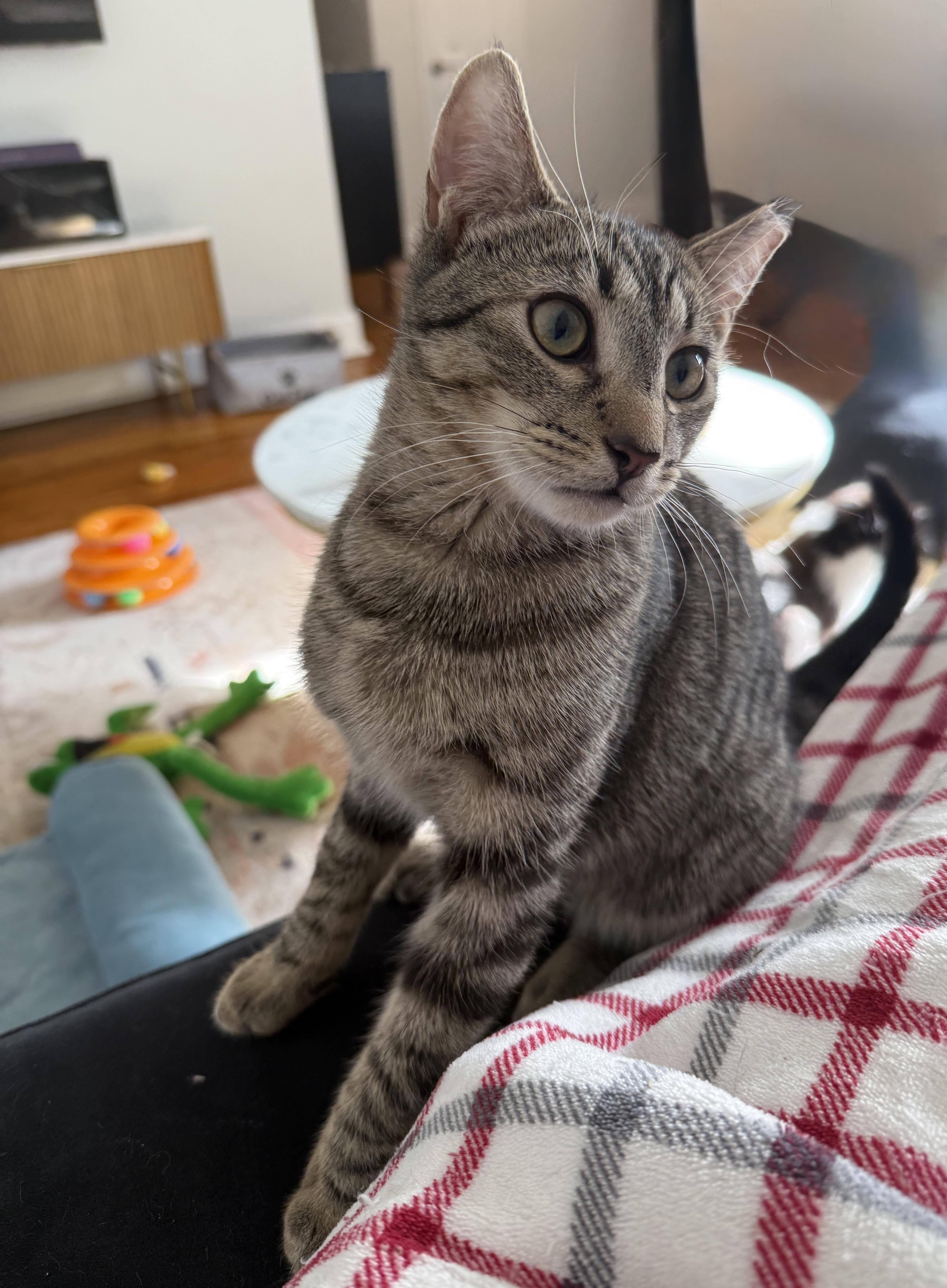 Buffy, ADOPTABLE, Kitten Male American Shorthair.