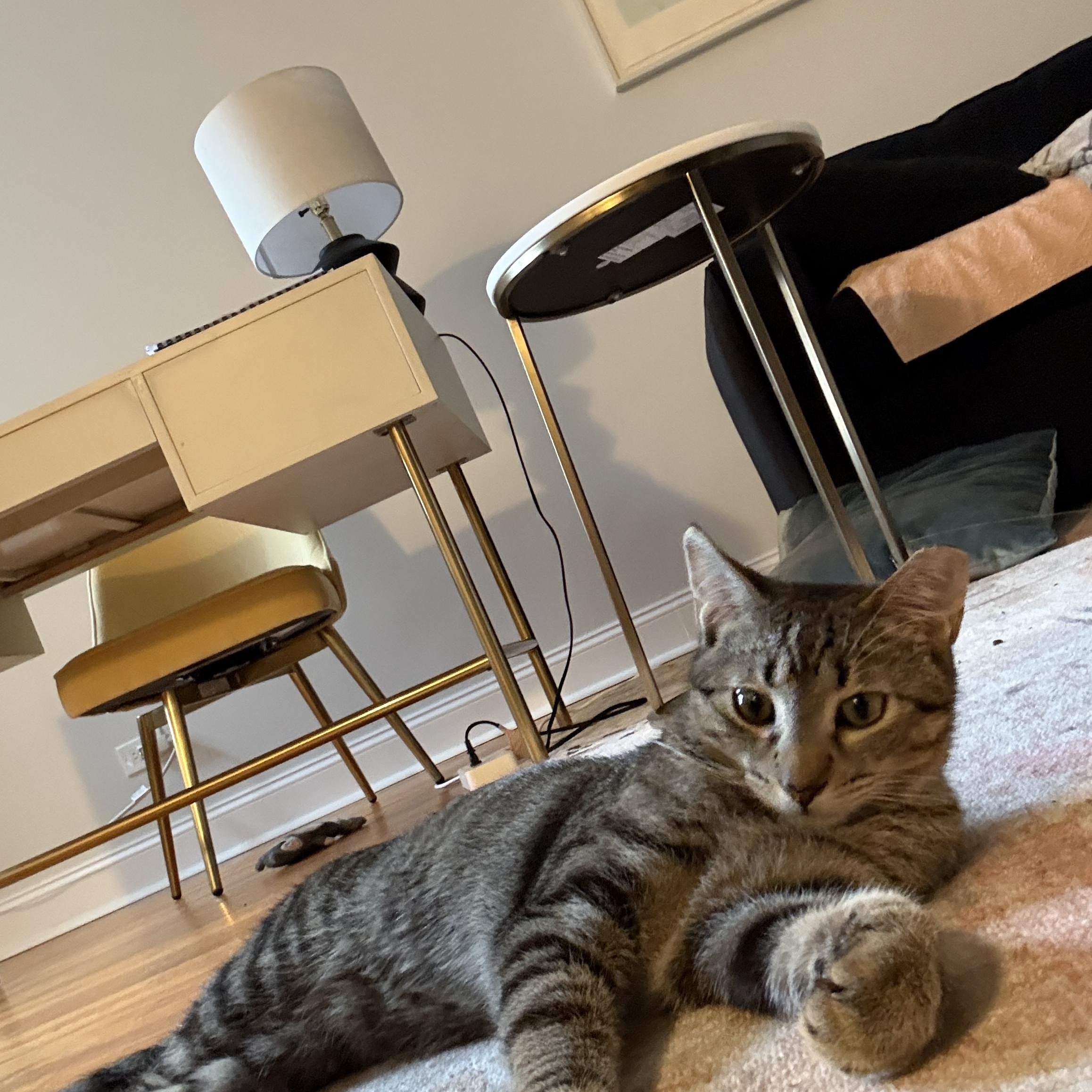 Buffy, an adopted American Shorthair in Ridgewood, NY image 4/6