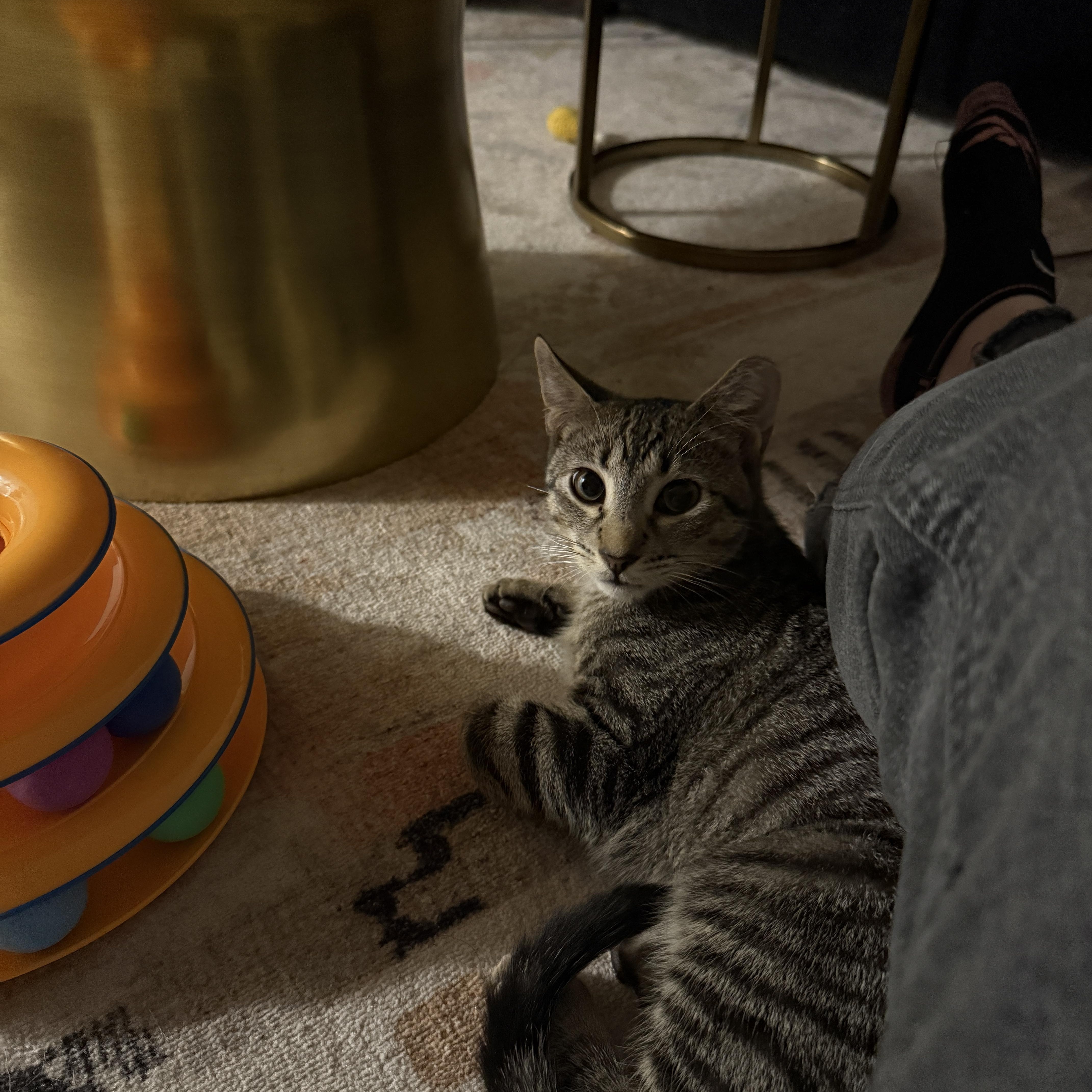 Buffy, an adopted American Shorthair in Ridgewood, NY image 2/6