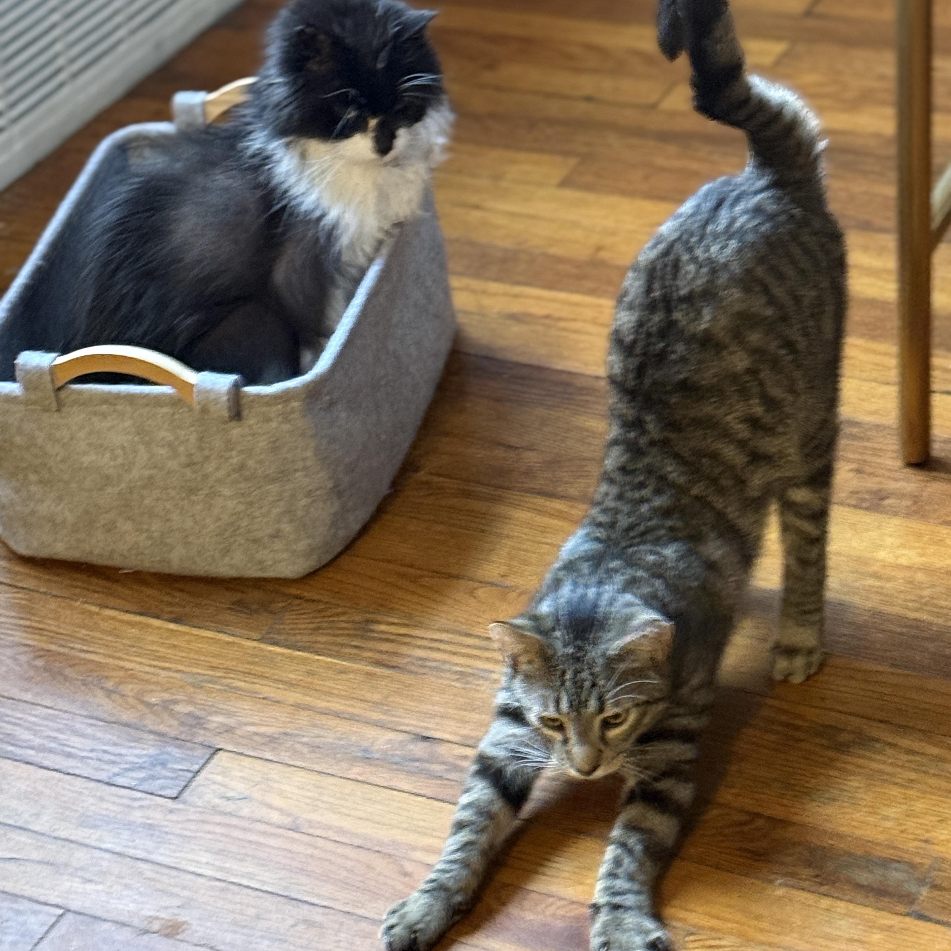 Buffy, an adopted American Shorthair in Ridgewood, NY image 6/6