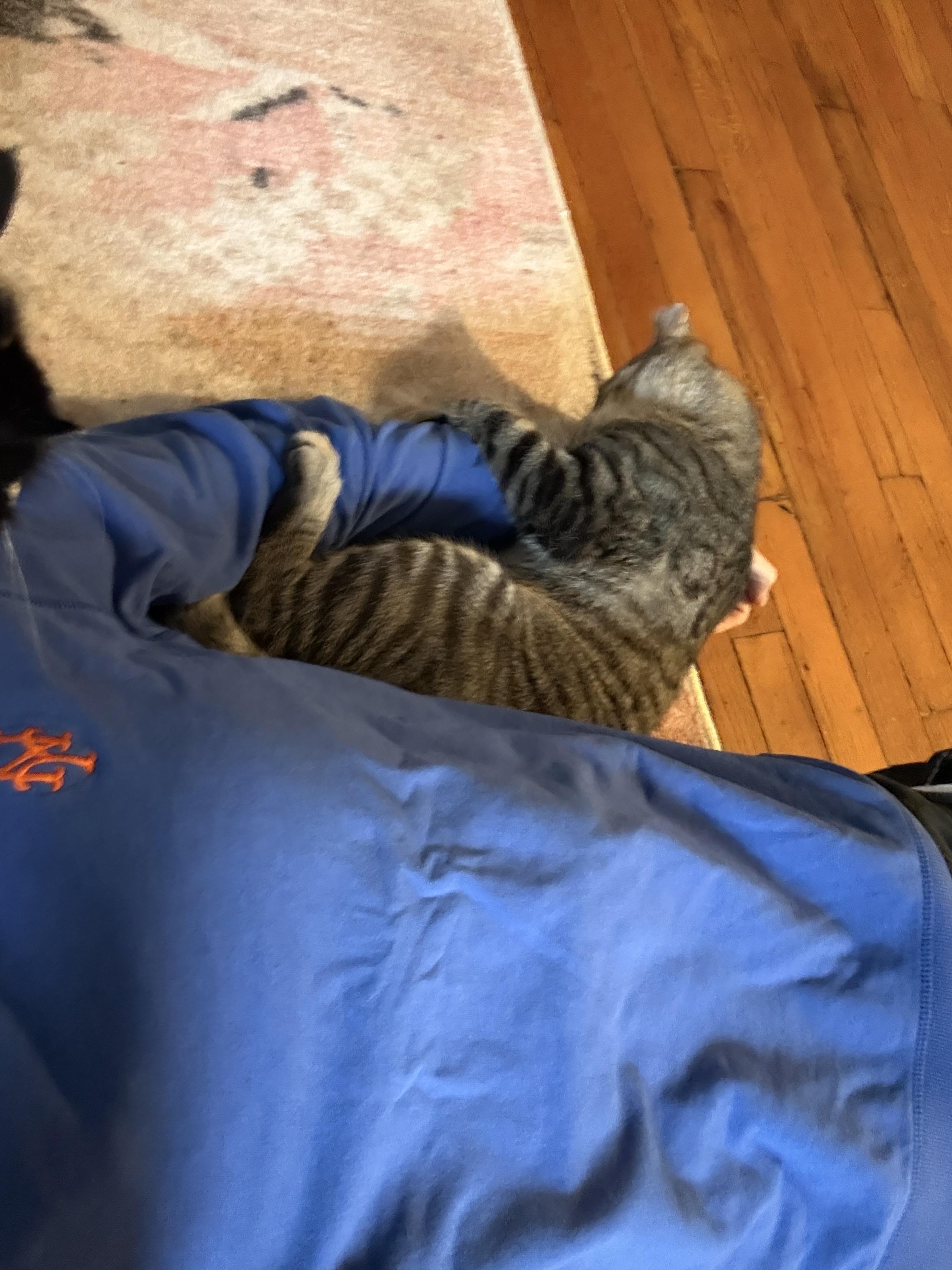 Buffy, an adopted American Shorthair in Ridgewood, NY image 5/6