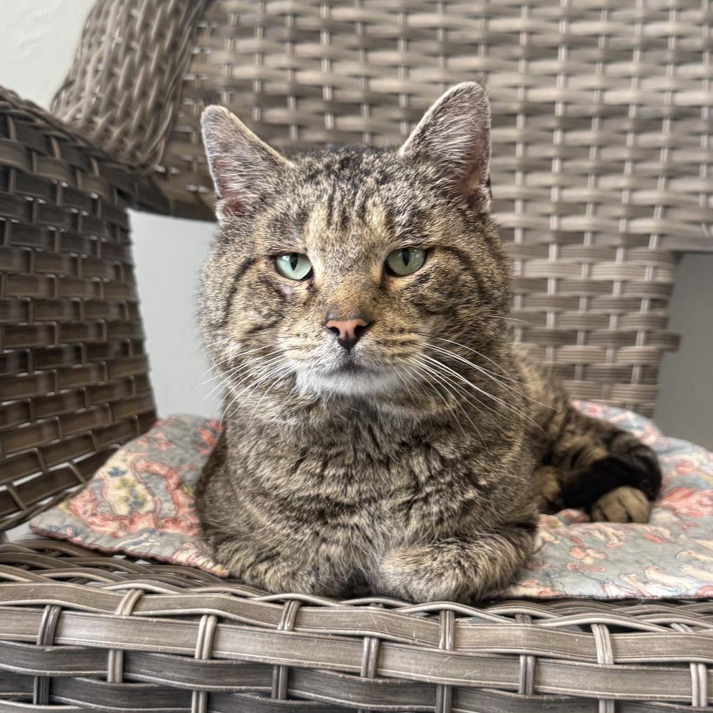 Enlarge Seymour, a Adoptable American Shorthair in Ponca City, OK image 1/6