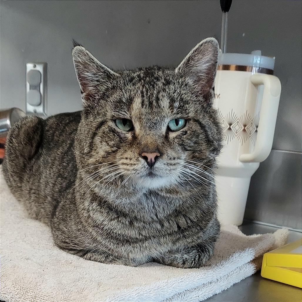 Enlarge Seymour, a Adoptable American Shorthair in Ponca City, OK image 2/6