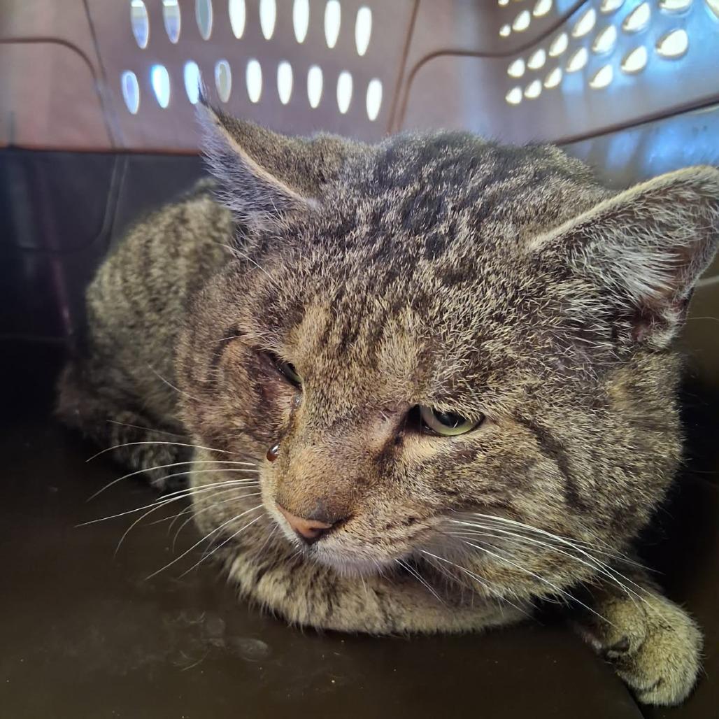 Enlarge Seymour, a Adoptable American Shorthair in Ponca City, OK image 3/6