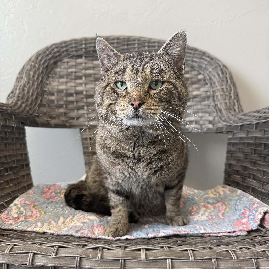 Enlarge Seymour, a Adoptable American Shorthair in Ponca City, OK image 4/6
