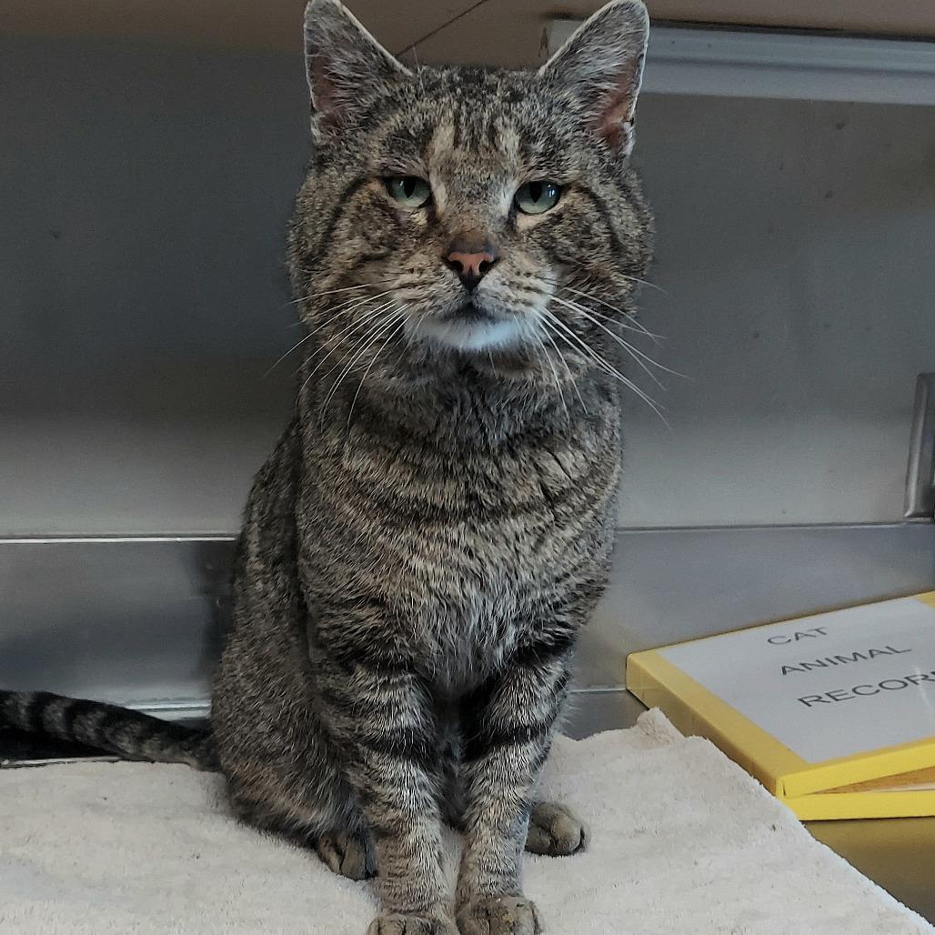 Enlarge Seymour, a Adoptable American Shorthair in Ponca City, OK image 5/6