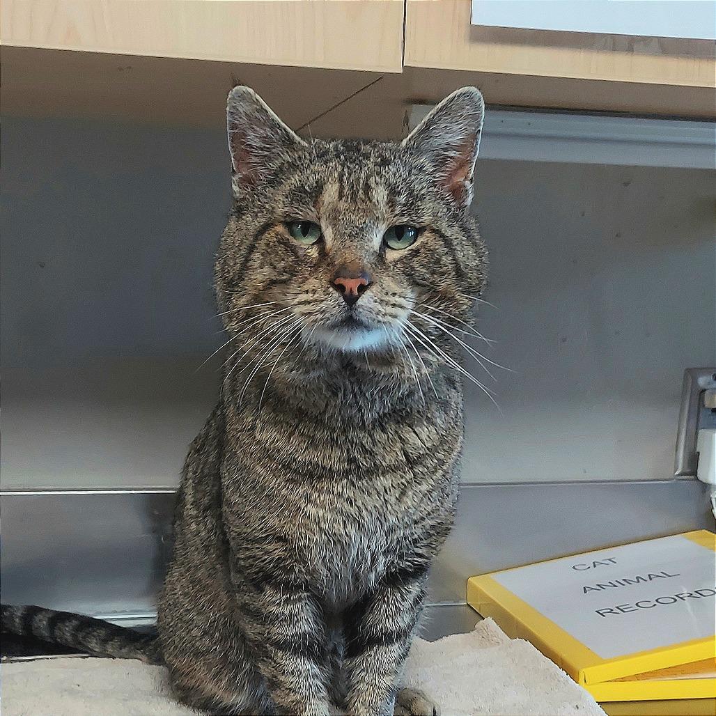 Enlarge Seymour, a Adoptable American Shorthair in Ponca City, OK image 6/6